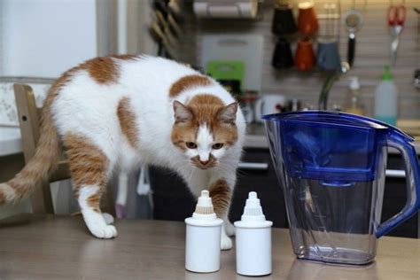Maybe you would like to learn more about one of these? 7 Natural Home Remedies for Blood in Cat Stool - ExcitedCats