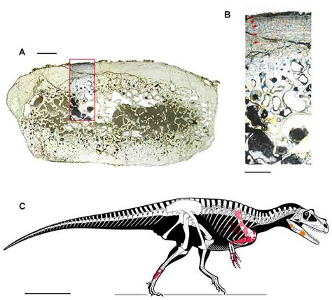 The Oldest Large Sized Predatory Dinosaur Comes From The Italian Alps