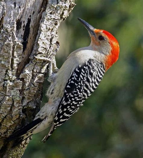 Types Of Woodpeckers In Georgia Nature Blog Network
