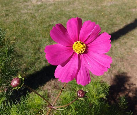 Pink Cosmos Flower Picture Free Photograph Photos Public Domain