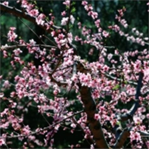 Bereits hier kann etwas kompost in den boden eingearbeitet werden, um magere böden aufzuwerten und dem obstbaum im frühjahr optimale. Oleander schneiden - Die perfekte Anleitung auf garten.de ...