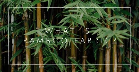 What Is Bamboo Fabric And Is It Sustainable