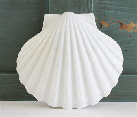 Giant White Irish Scallop Seashells White Pectin Shells Beach Wedding Decor California