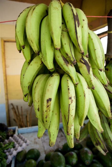 There are many, many ways to eat a plantain and. Is a Plantain a Fruit or a Vegetable? | Hunker