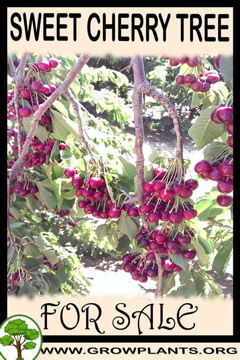 Sweet Cherry Tree For Sale Grow Plants