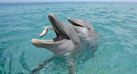 Each species of dolphin has a slightly different diet and large dolphins such as killer whales (orcas) eat larger marine animals such as seals, penguins and turtles. What Do Dolphins Eat? | Reference.com