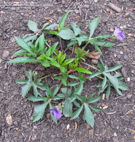 You can cut off the climbing stems as they form to preserve the juvenile leaf shape if desired. PlantFiles Pictures: Viola Species, Early Blue Violet ...