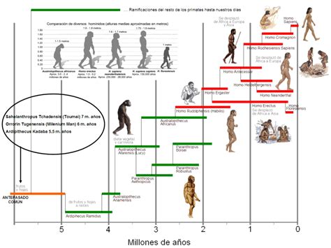 Cronologia Evolución Humana Evolucion Del Hombre Hominidos
