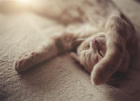 20 Cat Sleeping Positions And What They Mean Petmd