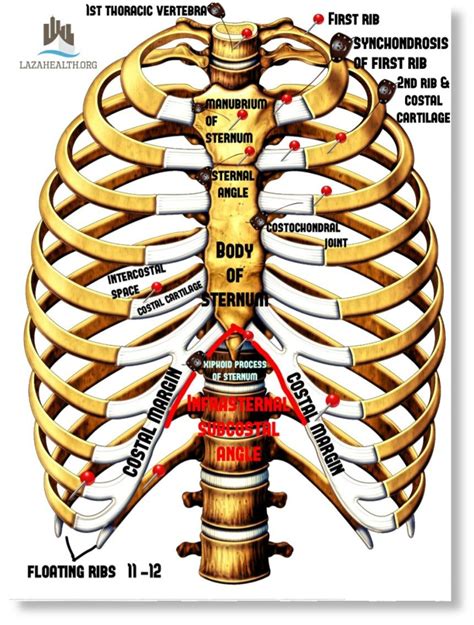 Anatomy Of The Thorax Part Thoracic Skeleton Source Moore Clinically Oriented Anatomy
