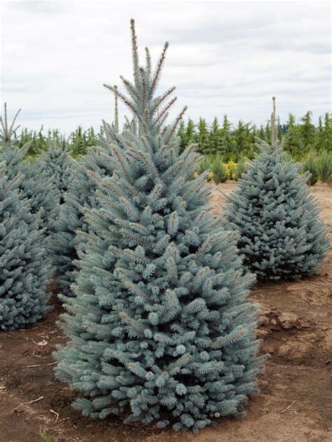 Bacheri Spruce Picea Pungens Kaspar Nursery