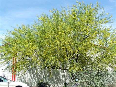 Desert Museum Palo Verde Tree On The Other Hand There Is Enough Light