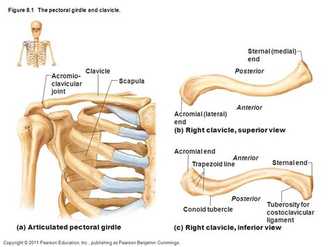 Muscle Attachment Of Clavicle Anatomy Functions