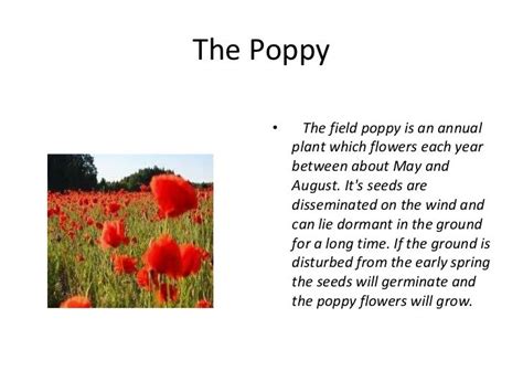 Story Of The Memorial Day Poppy