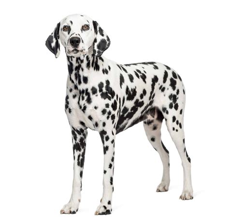 Dalmatian Puppies For Sale Adopt Your Puppy Today Infinity Pups