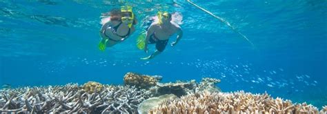 Great Barrier Reef Snorkeling Trips What To Expect