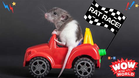 Rat Race Npr