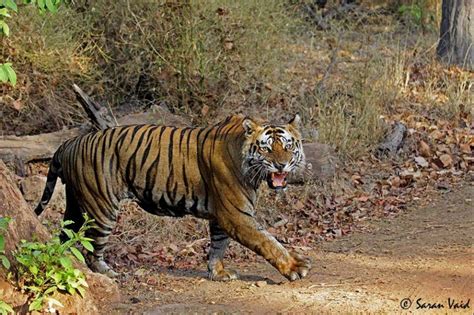 Itinerary 4 Days Bandhavgarh Tiger Safari From The Earth Safari
