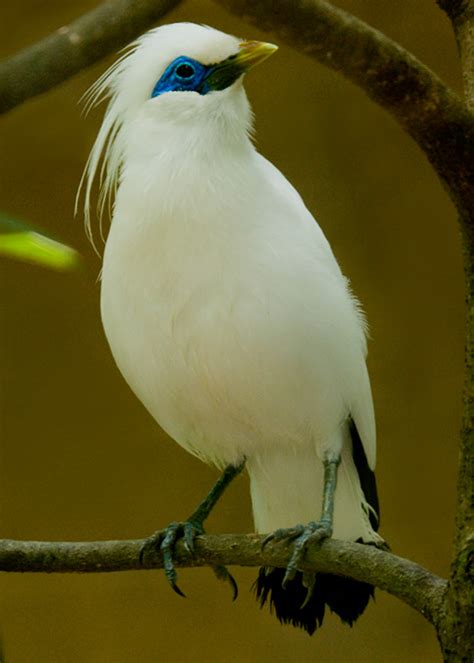 Burung Jalak Bali Leucopsar Rothschildi Gakum Lhk