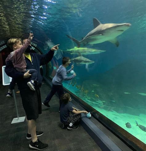 Camden Journey Aquarium An Underwater Expertise