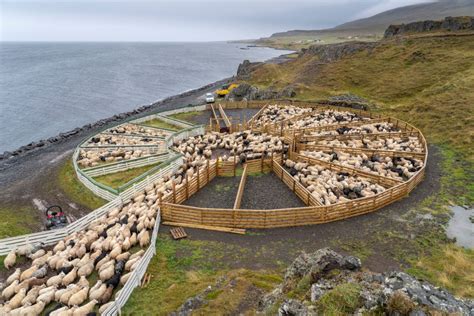 Why Are Icelandic Sheep So Special