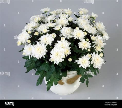 White Chrysanthemum Chrysanthemum Indicum Asteraceae Stock Photo Alamy
