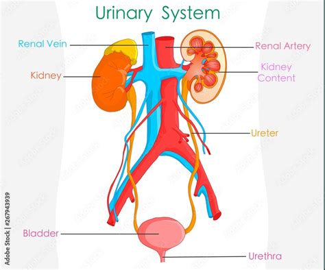 Excretory System Diagram
