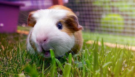 Do Guinea Pigs Need Baths How Often How To And More Planet Pet