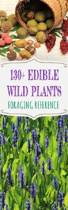 A Foraging Reference Listing Both Common And Less Known Wild Edibles