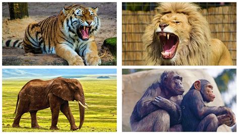 You can see these photos below. Zoo Animals For Kids | Wild Animal Pictures and Sound in ...