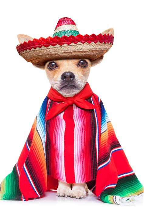 Fun Mariachi Mexican Chihuahua Dog Wearing A Sombrero Hat And Red