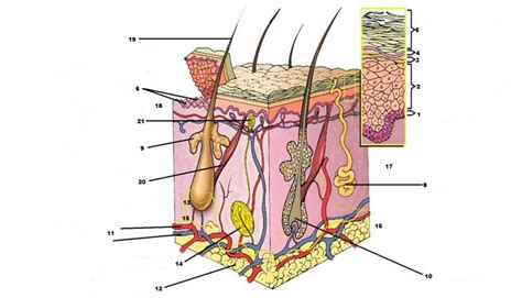 The outer layer of cells on a plant. skin diagram quiz : Biological Science Picture Directory ...