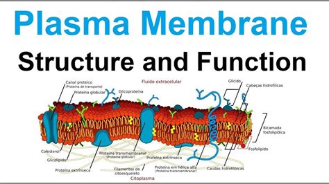 Plasma Membrane Structure And Function Biology Youtube