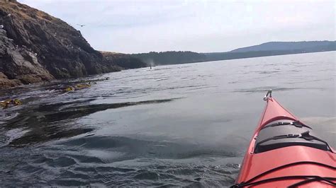 Kayakers Encounter With Killer Whales Leaves Her Shaking Kayaking Place