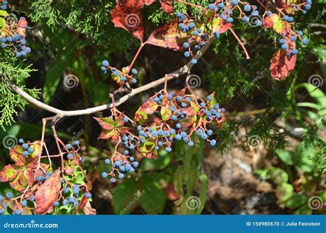 Virginia Creeper Berries Stock Photo Image Of Parthenocissus 158980670