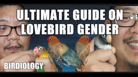 How To Know The Gender Of African Lovebirds Youtube