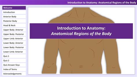 Introduction To Anatomy Anatomical Regions Of The Body Docslib