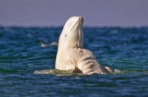 Body Type Weirdly Buff Beluga Whale Beluga Whale Whale Beluga