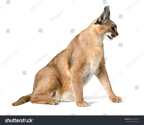 Caracal Sitting Isolated Stock Photo 336449792 Shutterstock