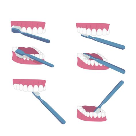 ¿cómo Cepillar Correctamente Los Dientes Quatre Dental