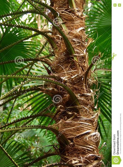 Spiky Tree Trunk Stock Photo Image Of Leaf Jungle