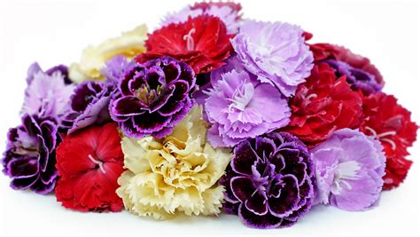 carnations information and facts