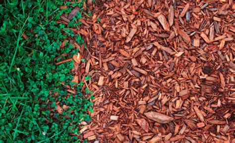 Does cedar tree insurance have a facebook page? Tree Bark Mulch | Jim's Trees NZ