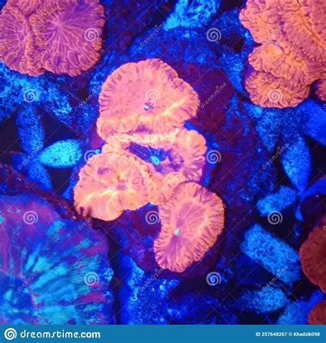 Coral Invertebrate Reef Organism Underwater Animal Flower Jellyfish