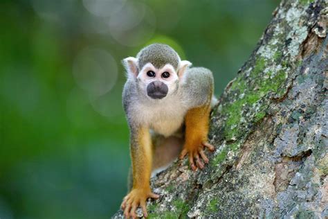 Squirrel Monkey In Manuel Antonio National Park Costa Ricamar Gone
