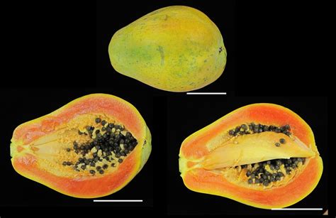New Developed All Hermaphrodite Molecular Markers Boost The Papaya