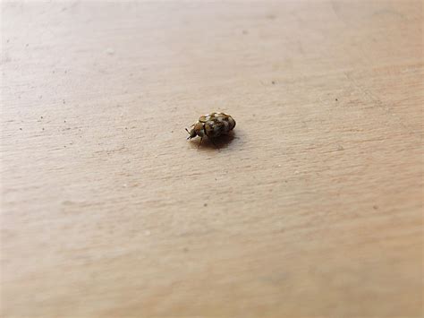 Tiny Tiny Bugs On Window Sill F