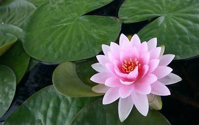 Water Lily Wallpapers Pond Lilies Flower Lotus