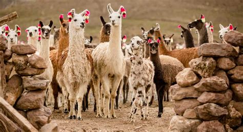 50 Beautiful Llama Facts You Don T Want To Miss Facts Net