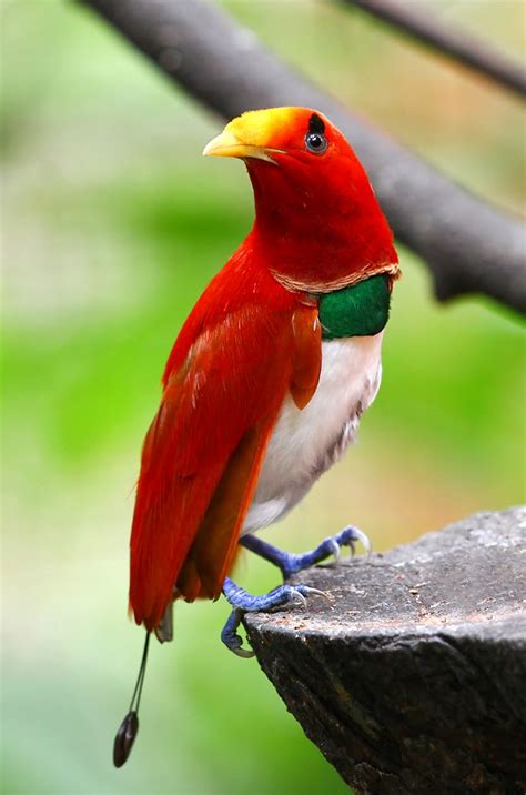 Most Terrifying And Amazing Creatures On Earth The King Bird Of